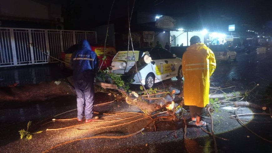 Belasan Pohon Tumbang di Bencana Hidrometeorologi