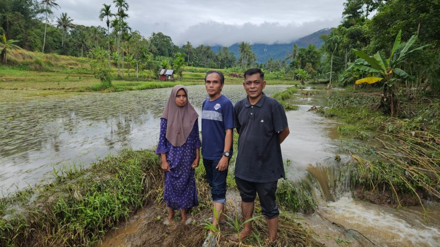 Panen Padi Seminggu Lagi, Bencana Datang, Petani 50 Kota Gigit Jari