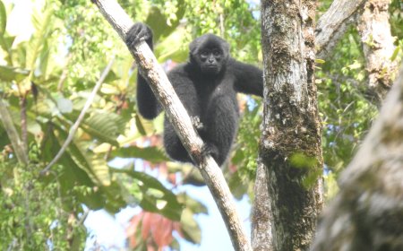 Aliansi Mentawai Desak Penghentian Izin Komersial di Tengah Anjloknya Populasi Bilo